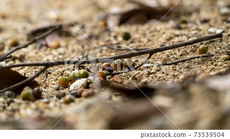 Autumn scenery, fallen leaves, nuts, mountain scenery 73539504