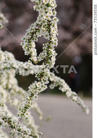 京都御所的Yukiyanagi 73539508