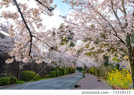 Spring scenery of Utsubuki Park (Kurayoshi City) 73539515