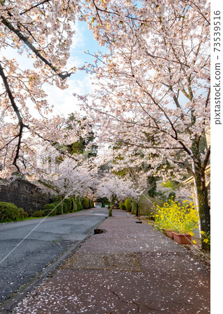 Spring scenery of Utsubuki Park (Kurayoshi City) 73539516