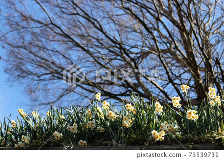 赤h赤坂村水仙山 赤h赤坂村水仙山 73539731