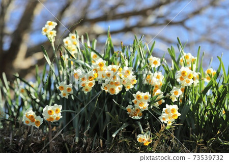 赤h赤坂村水仙山 赤h赤坂村水仙山 73539732