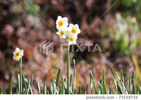 Chihayaakasaka Village Narcissus Hill 73539738