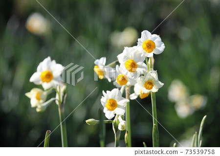 Chihayaakasaka Village Narcissus Hill Chihayaakasaka Village Narcissus Hill 73539758