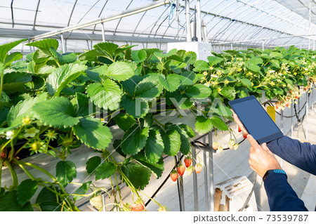 智能農業草莓農民乙烯基房子 73539787