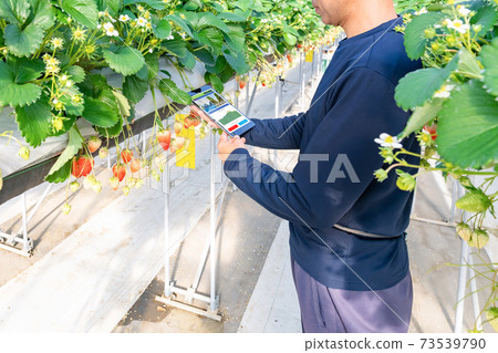 智能農業草莓農民乙烯基房子 智能農業草莓農民乙烯基房子 73539790