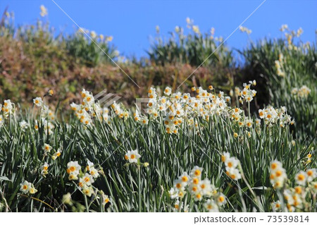 Chihayaakasaka Village Narcissus Hill 73539814