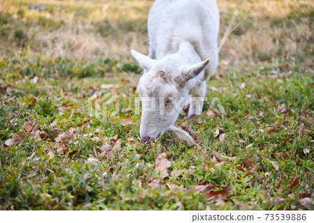 A goat that eats weeds 73539886