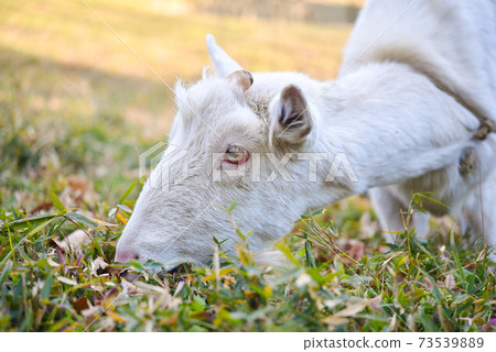 A goat that eats weeds 73539889