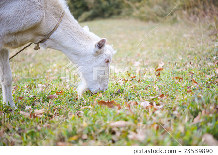 A goat that eats weeds A goat that eats weeds 73539890