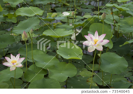 Lotus flowers are in bloom in the lotus pond at the site of Fujiwarakyo in Nara Prefecture. The scientific name is Nelumbo nucifera. Lotus flowers are in bloom in the lotus pond at the site of Fujiwarakyo in Nara Prefecture. The scientific name is Nelumbo nucifera. 73540045