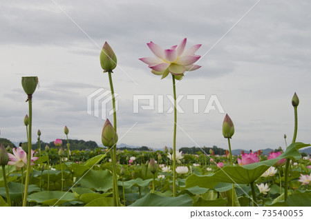 Lotus flowers are in bloom in the lotus pond at the site of Fujiwarakyo in Nara Prefecture. The scientific name is Nelumbo nucifera. Lotus flowers are in bloom in the lotus pond at the site of Fujiwarakyo in Nara Prefecture. The scientific name is Nelumbo nucifera. 73540055