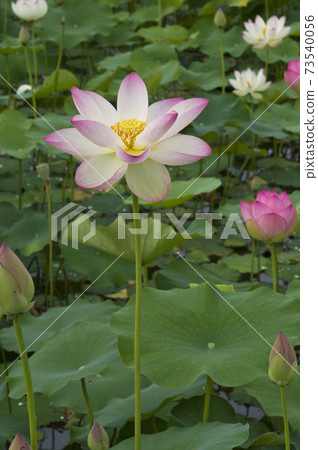 奈良縣京原藤原的荷花池裡盛開著蓮花。學名是Nelumbo nucifera。 奈良縣京原藤原的荷花池裡盛開著蓮花。學名是Nelumbo nucifera。 73540056
