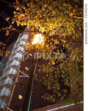 城市夜街樹和路燈 73540242