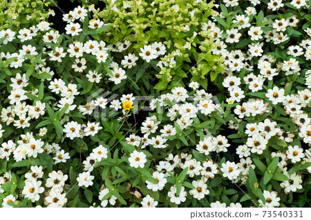 Small white flower on tree in the park 73540331
