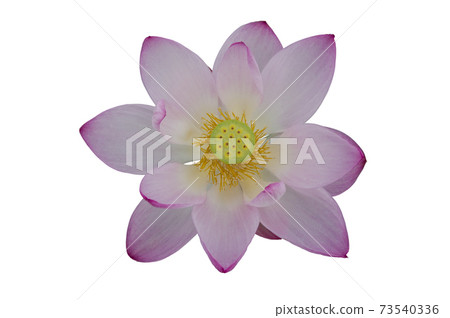 白色背景前有一朵蓮花。 73540336