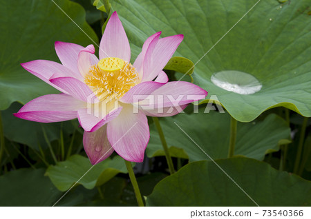 奈良縣京原藤原的荷花池裡盛開著蓮花。學名是Nelumbo nucifera。 奈良縣京原藤原的荷花池裡盛開著蓮花。學名是Nelumbo nucifera。 73540366