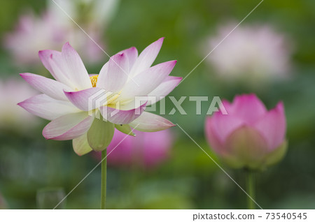 奈良縣京原藤原的荷花池裡盛開著蓮花。學名是Nelumbo nucifera。 奈良縣京原藤原的荷花池裡盛開著蓮花。學名是Nelumbo nucifera。 73540545