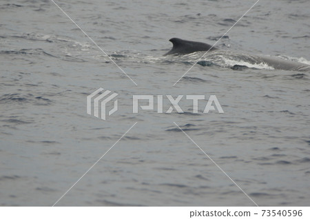 駝背鯨(內陸島/沖繩縣慶良間群島) 駝背鯨(內陸島/沖繩縣慶良間群島) 73540596
