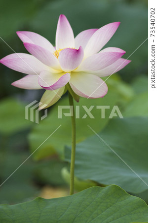 Lotus flowers are in bloom in the lotus pond at the site of Fujiwarakyo in Nara Prefecture. The scientific name is Nelumbo nucifera. Lotus flowers are in bloom in the lotus pond at the site of Fujiwarakyo in Nara Prefecture. The scientific name is Nelumbo nucifera. 73540702