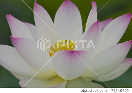 奈良縣京原藤原的荷花池裡盛開著蓮花。學名是Nelumbo nucifera。 奈良縣京原藤原的荷花池裡盛開著蓮花。學名是Nelumbo nucifera。 73540705