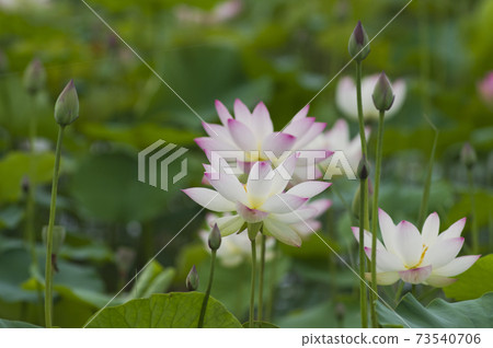 奈良縣京原藤原的荷花池裡盛開著蓮花。學名是Nelumbo nucifera。 奈良縣京原藤原的荷花池裡盛開著蓮花。學名是Nelumbo nucifera。 73540706