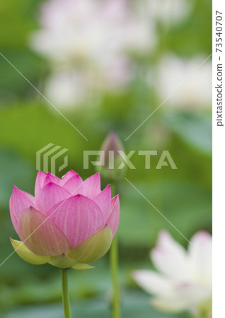 奈良縣京原藤原的荷花池裡盛開著蓮花。學名是Nelumbo nucifera。 奈良縣京原藤原的荷花池裡盛開著蓮花。學名是Nelumbo nucifera。 73540707