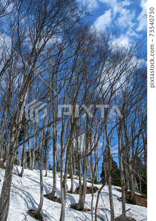 Spring beech forest roots in Matsunoyama, Tokamachi City, Niigata Prefecture Spring beech forest roots in Matsunoyama, Tokamachi City, Niigata Prefecture 73540730