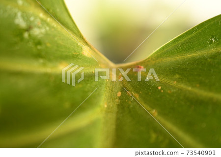 介殼蟲 介殼蟲 73540901