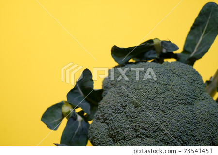 Broccoli up yellow back Broccoli up yellow back 73541451