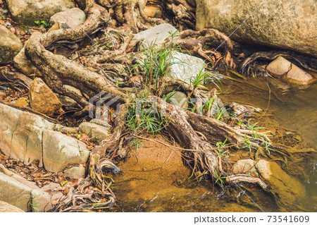 Large tree roots and Largest stones in tropical forest near river 73541609