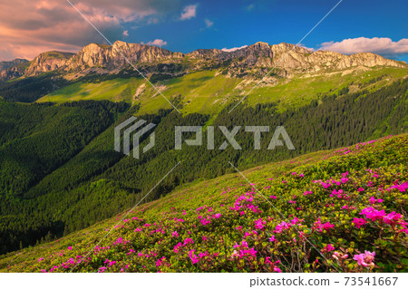 Pink rhododendron flowers on the hills at sunset, Bucegi, Romania Pink rhododendron flowers on the hills at sunset, Bucegi, Romania 73541667