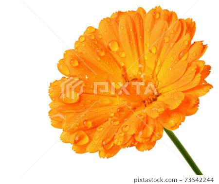 Wet calendula flowers close up isolated Wet calendula flowers close up isolated 73542244