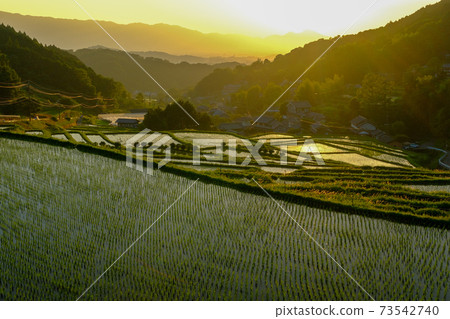 Evening view of terraced rice fields (Asuka Village, Taka City District, Nara Prefecture) 73542740