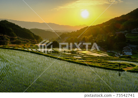 Evening view of terraced rice fields (Asuka Village, Taka City District, Nara Prefecture) 73542741