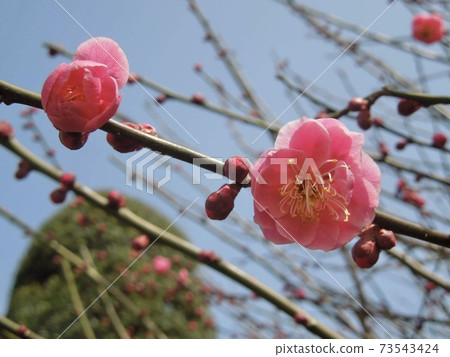 可愛的梅花盛開時，感受春天的到來 73543424