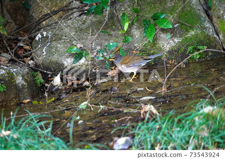 Shorohara Shorohara 73543924