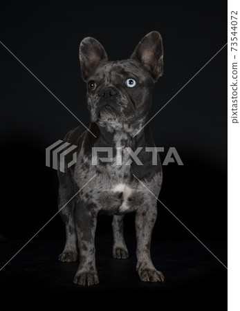 french bulldog in studio french bulldog in studio 73544072