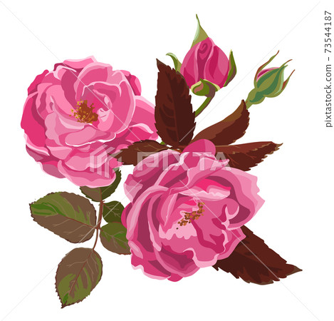 Flourishing flower with buds and leaves, pink rose Flourishing flower with buds and leaves, pink rose 73544187