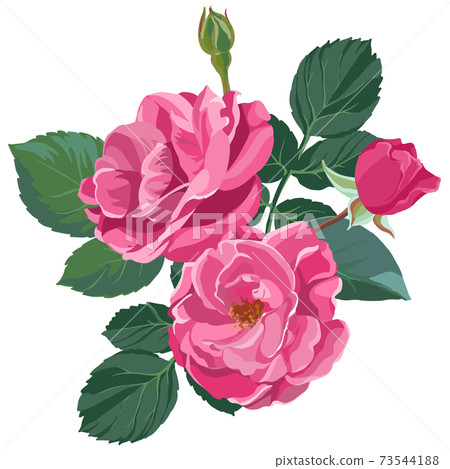 Pink roses in blossom, flourishing flower vector Pink roses in blossom, flourishing flower vector 73544188