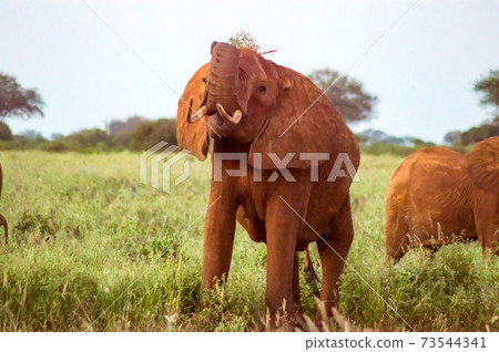 Red elephants in the savannah Red elephants in the savannah 73544341