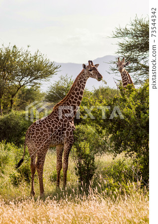 Two giraffes in the savannah of Tsavo East Two giraffes in the savannah of Tsavo East 73544342