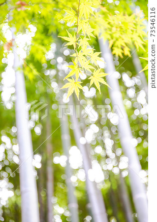 Straight green bamboo and autumn leaves, a refreshing view of the morning Straight green bamboo and autumn leaves, a refreshing view of the morning 73546116