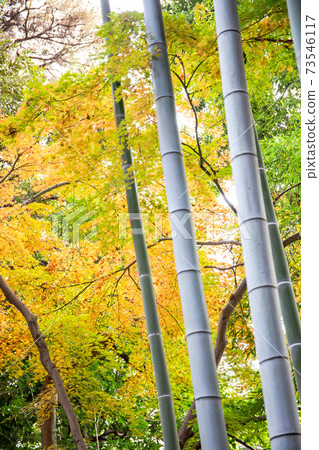 Straight green bamboo and autumn leaves, a refreshing view of the morning Straight green bamboo and autumn leaves, a refreshing view of the morning 73546117
