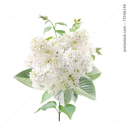 Branch of Lilac with white flowers and leaves Branch of Lilac with white flowers and leaves 73546148