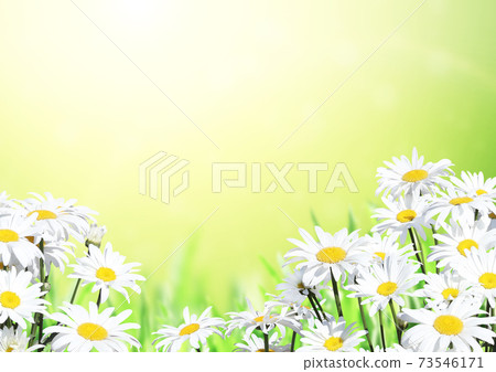 Sunny summer background with Chamomile flowers Sunny summer background with Chamomile flowers 73546171