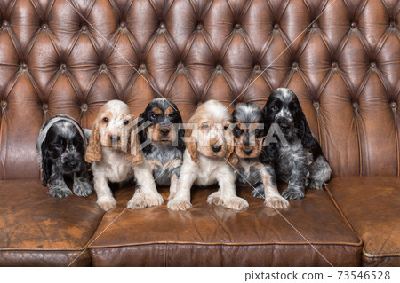 small purebred English Cocker Spaniel puppy 73546528