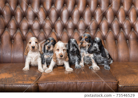 small purebred English Cocker Spaniel puppy 73546529