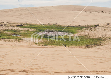 Oasis in the desert, Vietnam Oasis in the desert, Vietnam 73546750