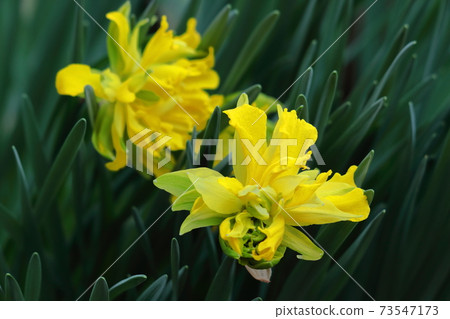 芬芳的冬花 芬芳的冬花 73547173